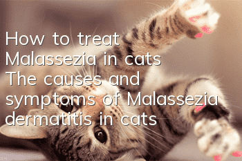 How to treat Malassezia in cats? The causes and symptoms of Malassezia dermatitis in cats!