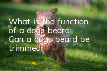 What is the function of a dog’s beard? Can a dog’s beard be trimmed?