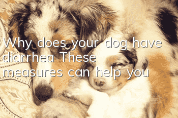 Why does your dog have diarrhea? These measures can help you