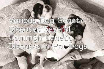 Various Dog Genetic Diseases Several Common Genetic Diseases in Pet Dogs