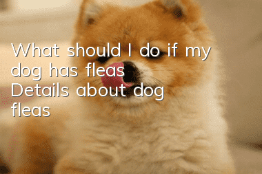 What should I do if my dog ​​has fleas? Details about dog fleas