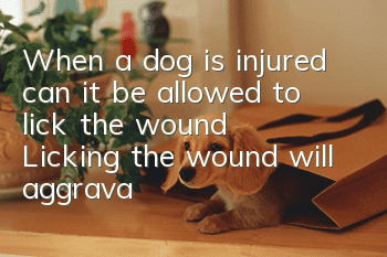 When a dog is injured, can it be allowed to lick the wound? Licking the wound will aggravate the infection!