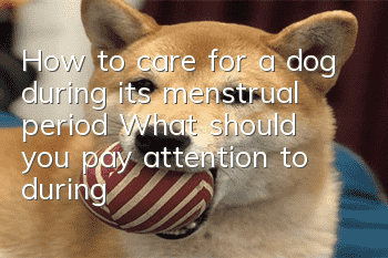 How to care for a dog during its menstrual period? What should you pay attention to during your dog’s menstrual period?