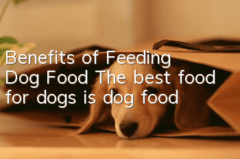 Benefits of Feeding Dog Food The best food for dogs is dog food