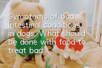 Symptoms of bad intestinal conditions in dogs. What should be done with food to treat bad intestinal conditions in dogs?