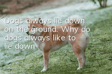 Dogs always lie down on the ground. Why do dogs always like to lie down?
