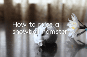 How to raise a snowball hamster