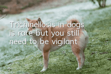 Trichinellosis in dogs is rare, but you still need to be vigilant!