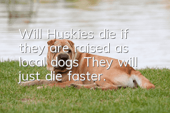 Will Huskies die if they are raised as local dogs? They will just die faster.