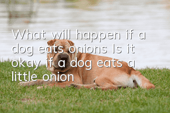 What will happen if a dog eats onions? Is it okay if a dog eats a little onion?