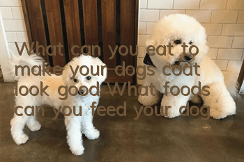 What can you eat to make your dog’s coat look good? What foods can you feed your dog?