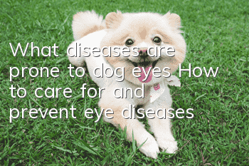What diseases are prone to dog eyes? How to care for and prevent eye diseases
