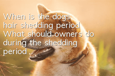 When is the dog’s hair shedding period? What should owners do during the shedding period?