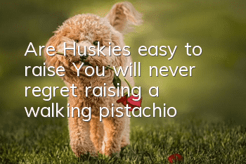 Are Huskies easy to raise? You will never regret raising a walking pistachio