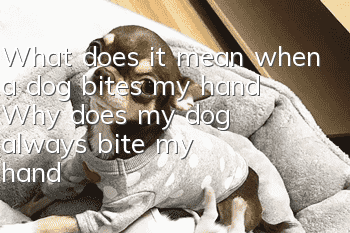 What does it mean when a dog bites my hand? Why does my dog always bite my hand?
