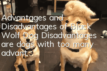 Advantages and Disadvantages of Black Wolf Dog Disadvantages are dogs with too many advantages