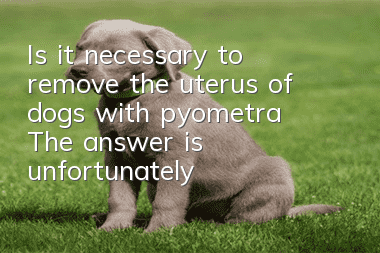 Is it necessary to remove the uterus of dogs with pyometra? The answer is unfortunately