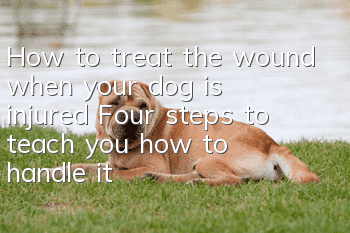How to treat the wound when your dog is injured? Four steps to teach you how to handle it easily
