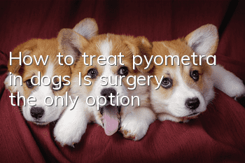 How to treat pyometra in dogs? Is surgery the only option?