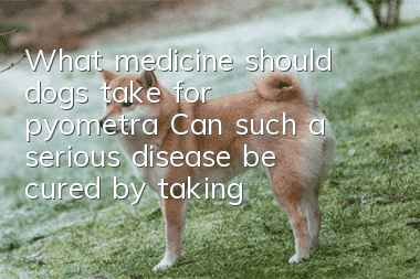 What medicine should dogs take for pyometra? Can such a serious disease be cured by taking medicine?