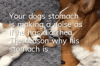 Your dog’s stomach is making a noise as if he has diarrhea. The reason why his stomach is making noises is not just because he is hungry!