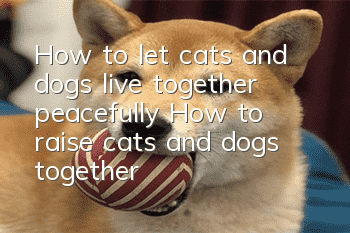 How to let cats and dogs live together peacefully How to raise cats and dogs together