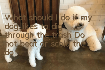 What should I do if my dog likes to dig through the trash? Do not beat or scold the dog for digging through the trash can.