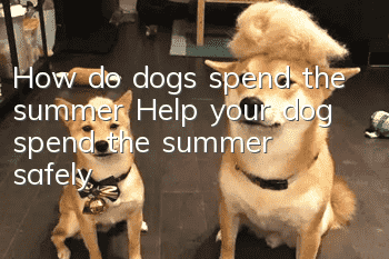 How do dogs spend the summer? Help your dog spend the summer safely!
