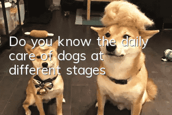 Do you know the daily care of dogs at different stages?