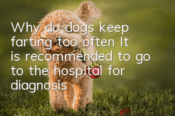 Why do dogs keep farting too often? It is recommended to go to the hospital for diagnosis!