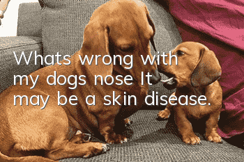What's wrong with my dog's nose? It may be a skin disease.