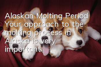 Alaskan Molting Period Your approach to the molting process in Alaska is very important!