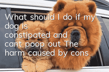 What should I do if my dog is constipated and can’t poop out? The harm caused by constipation in dogs