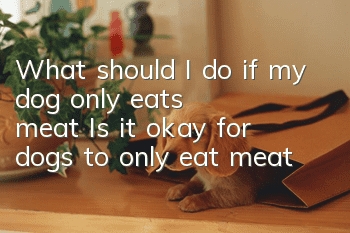 What should I do if my dog ​​only eats meat? Is it okay for dogs to only eat meat?