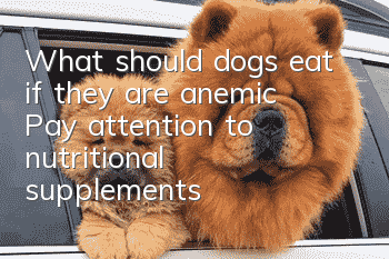 What should dogs eat if they are anemic? Pay attention to nutritional supplements