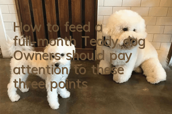 How to feed a full-month Teddy dog? Owners should pay attention to these three points