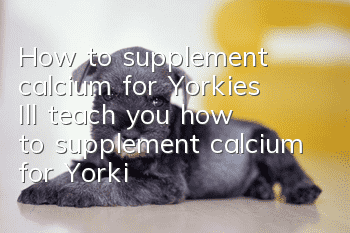 How to supplement calcium for Yorkies? I’ll teach you how to supplement calcium for Yorkies!
