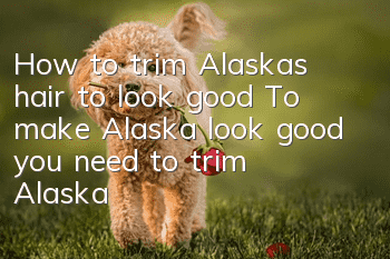 How to trim Alaska’s hair to look good? To make Alaska look good, you need to trim Alaska’s hair well!