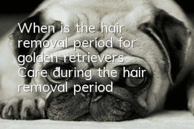 When is the hair removal period for golden retrievers? Care during the hair removal period is very important!