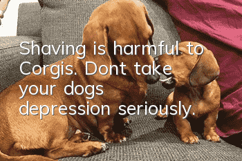Shaving is harmful to Corgis. Don’t take your dog’s depression seriously.