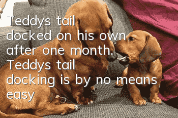 Teddy's tail docked on his own after one month. Teddy's tail docking is by no means easy!