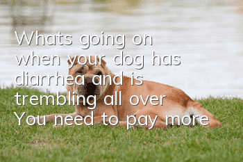 What's going on when your dog has diarrhea and is trembling all over? You need to pay more attention to it!