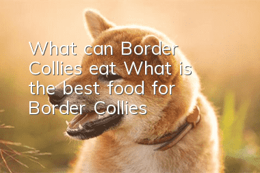 What can Border Collies eat? What is the best food for Border Collies?