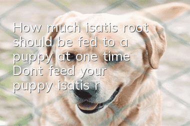 How much isatis root should be fed to a puppy at one time? Don’t feed your puppy isatis root casually!
