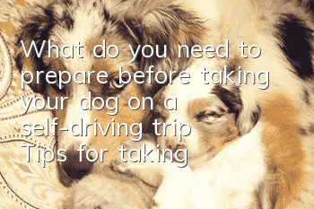 What do you need to prepare before taking your dog on a self-driving trip? Tips for taking your dog on a self-driving trip