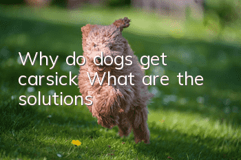 Why do dogs get carsick? What are the solutions?