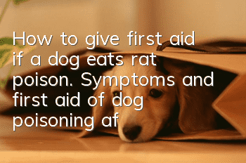 How to give first aid if a dog eats rat poison. Symptoms and first aid of dog poisoning after eating rat poison.