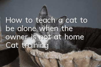 How to teach a cat to be alone when the owner is not at home? Cat training!