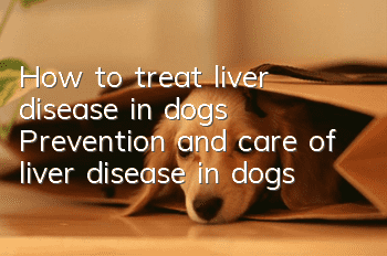 How to treat liver disease in dogs Prevention and care of liver disease in dogs