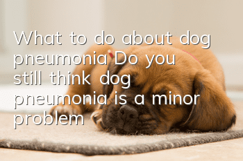 What to do about dog pneumonia? Do you still think dog pneumonia is a minor problem?